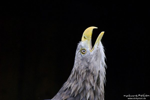 Seeadler, Haliaeetus albicilla, Habichtartige (Accipitridae), Kopf, Falknerei Tierpark Sababurg, captive, Sababurg, Deutschland