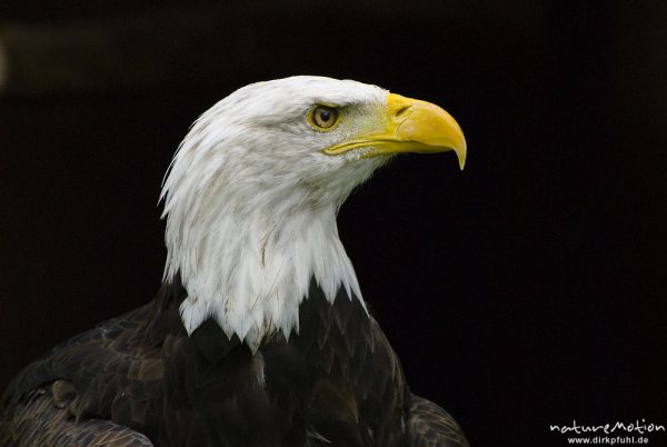 Weißkopfseeadler, Haliaeetus leucocephalus, Habichtartige (Accipitridae), Kopf, Falknerei Tierpark Sababurg, captive, Sababurg, Deutschland