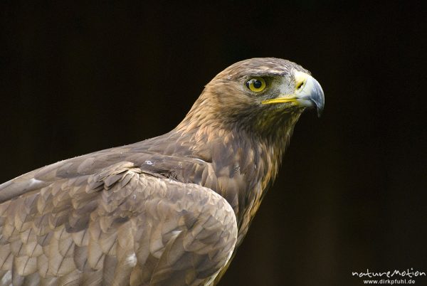 Steppenadler, Aquila nipalensis, Accipitridae, Kopf, Falknerei Tierpark Sababurg, captive, Sababurg, Deutschland