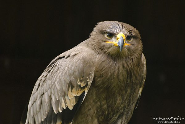 Mäusebussard, Buteo buteo, Habichtartige (Accipitridae), Kopf, Falknerei Tierpark Sababurg, captive, Sababurg, Deutschland