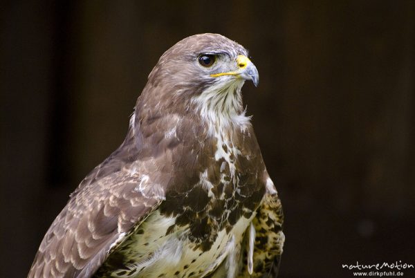 Wanderfalke, Falco peregrinus, Falkenartige (Falconidae), Kopf, Falknerei Tierpark Sababurg, captive, Sababurg, Deutschland