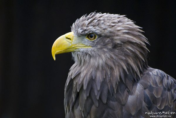 Seeadler, Haliaeetus albicilla, Habichtartige (Accipitridae), Kopf, Falknerei Tierpark Sababurg, captive, Sababurg, Deutschland