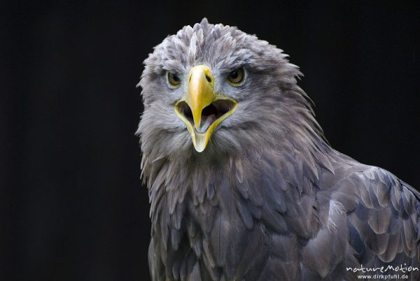 Seeadler, Haliaeetus albicilla, Habichtartige (Accipitridae), Kopf, Falknerei Tierpark Sababurg, captive, Sababurg, Deutschland