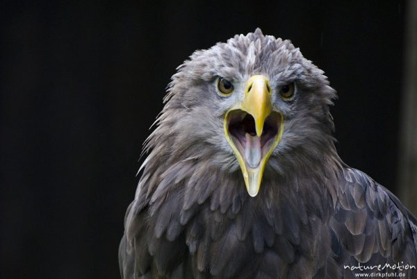 Seeadler, Haliaeetus albicilla, Habichtartige (Accipitridae), Kopf, Falknerei Tierpark Sababurg, captive, Sababurg, Deutschland