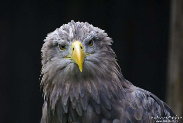 Seeadler, Haliaeetus albicilla, Habichtartige (Accipitridae), Kopf, Falknerei Tierpark Sababurg, captive, Sababurg, Deutschland