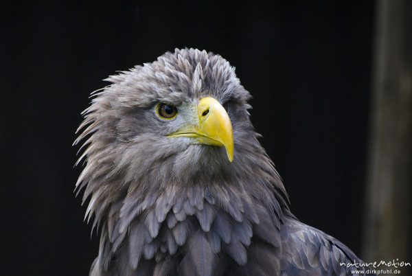 Seeadler, Haliaeetus albicilla, Habichtartige (Accipitridae), Kopf, Falknerei Tierpark Sababurg, captive, Sababurg, Deutschland