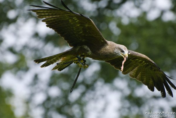 Schwarzmilan, Schwarzer Milan, Milvus migrans, Habichtartige (Accipitridae), im Flug mit Futter im Schnabel, Falknerei Tierpark Sababurg, captive, Sababurg, Deutschland