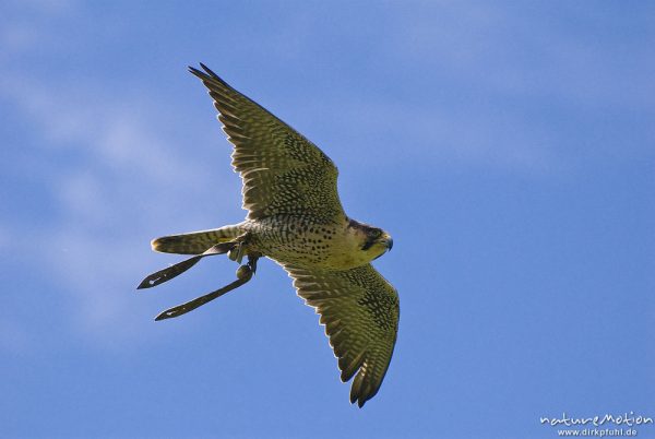 Turmfalke, Falco tinnunculus, Falconidae, im Flug, Falknerei Tierpark Sababurg, captive, Sababurg, Deutschland