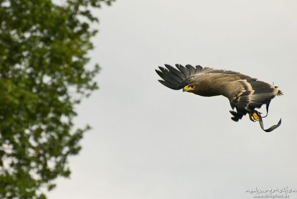 Steppenadler, Aquila nipalensis, Accipitridae, im Flug, Falknerei Tierpark Sababurg, captive, Sababurg, Deutschland