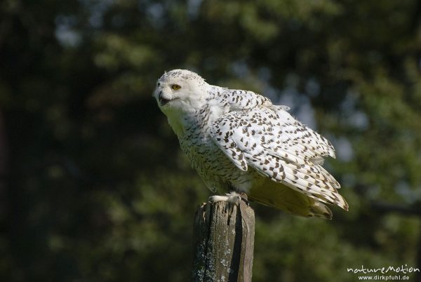 Schnee-Eule, Bubo scandiacus, Nyctea scandiaca, Eigentliche Eulen (Strigidae), sitzend auf Pfahl, Falknerei Tierpark Sababurg, captive, Sababurg, Deutschland