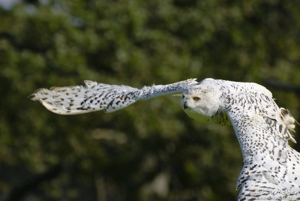 Schnee-Eule, Bubo scandiacus, Nyctea scandiaca, Eigentliche Eulen (Strigidae), im Flug, Falknerei Tierpark Sababurg, captive, Sababurg, Deutschland