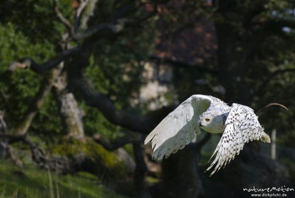 Schnee-Eule, Bubo scandiacus, Nyctea scandiaca, Eigentliche Eulen (Strigidae), im Flug, Falknerei Tierpark Sababurg, captive, Sababurg, Deutschland