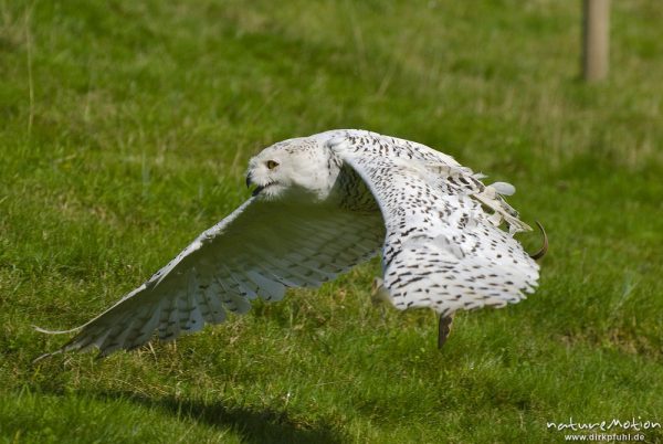 Schnee-Eule, Bubo scandiacus, Nyctea scandiaca, Eigentliche Eulen (Strigidae), im Flug, Falknerei Tierpark Sababurg, captive, Sababurg, Deutschland