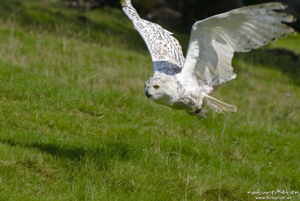 Schnee-Eule, Bubo scandiacus, Nyctea scandiaca, Eigentliche Eulen (Strigidae), im Flug, Falknerei Tierpark Sababurg, captive, Sababurg, Deutschland