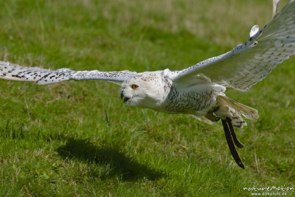 Schnee-Eule, Bubo scandiacus, Nyctea scandiaca, Eigentliche Eulen (Strigidae), im Flug, Falknerei Tierpark Sababurg, captive, Sababurg, Deutschland