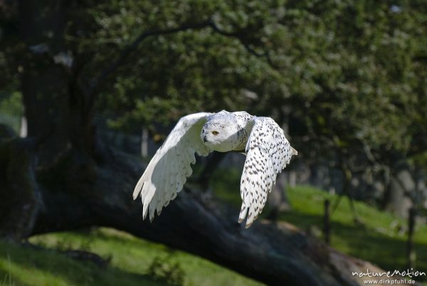 Schnee-Eule, Bubo scandiacus, Nyctea scandiaca, Eigentliche Eulen (Strigidae), im Flug, Falknerei Tierpark Sababurg, captive, Sababurg, Deutschland