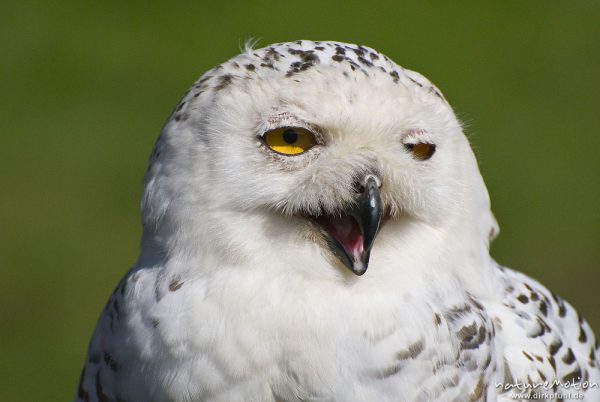 Schnee-Eule, Bubo scandiacus, Nyctea scandiaca, Eigentliche Eulen (Strigidae), auf Hand des Falkners, Falknerei Tierpark Sababurg, captive, Sababurg, Deutschland