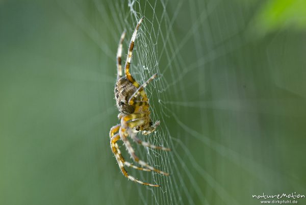Gartenkreuzspinne, Araneus diadematus, Echte Radnetzspinnen (Araneidae), Weibchen, Kopfüber im Netz,, Proitze, Deutschland