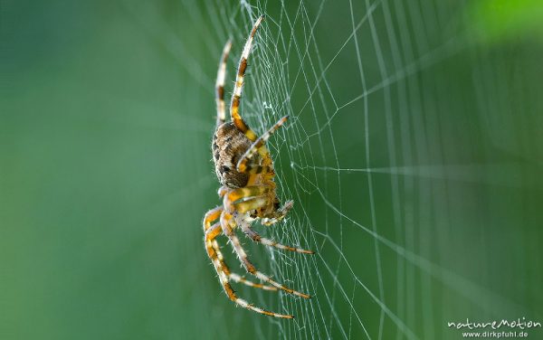 Gartenkreuzspinne, Araneus diadematus, Echte Radnetzspinnen (Araneidae), Weibchen, Kopfüber im Netz, Wegrand, A nature document - not arranged nor manipulated, Focus Stacking, Proitze, Deutschland