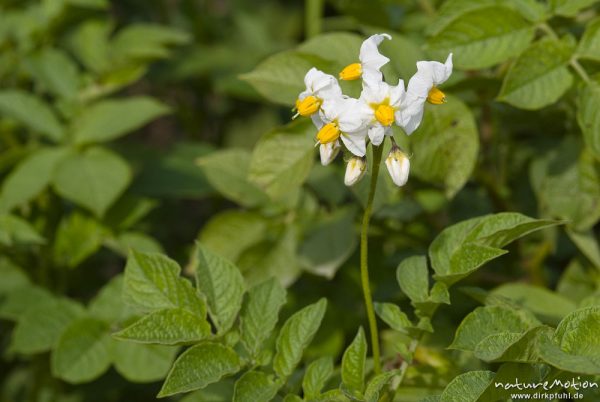 Kartoffel, Solanum tuberosum, Solanaceae, Blütenstand und Blätter, Proitze, Deutschland