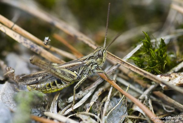 Feldgrashüpfer, Chorthippus apricarius, Feldheuschrecken (Acrididae), Männchen, Hinterbeine striduli, Proitze, Deutschland