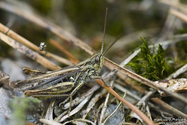 Feldgrashüpfer, Chorthippus apricarius, Feldheuschrecken (Acrididae), Männchen, in trockenem Gras am, Proitze, Deutschland