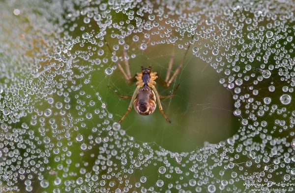 Baldachinspinne, Linyphia spec., Linyphiidae, Weichen unter ihrem Netz, Netz mit Tautropfen, Wegrand, Focus Stacking, A nature document - not arranged nor manipulated, Proitze, Deutschland