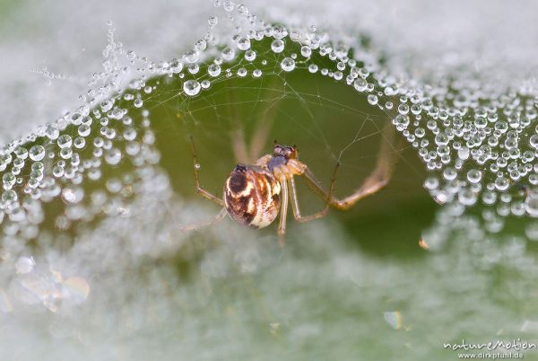 Baldachinspinne, Linyphia spec., Linyphiidae, Weichen unter ihrem Netz, Netz mit Tautropfen, Wegrand, Focus Stacking, A nature document - not arranged nor manipulated, Proitze, Deutschland