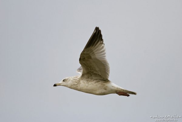 Sturmmöwe, Larus canus, Larida, im Flug, Strand von Amrum, A nature document - not arranged nor manipulated, Amrum, Deutschland