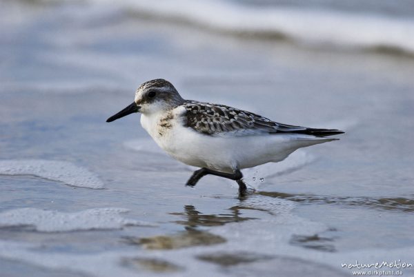 Sanderling, Calidris alba, Schnepfenvögel (Scolopacidae), Tier auf Nahrungssuche am Spülsaum, Strand von Amrum, A nature document - not arranged nor manipulated, Amrum, Deutschland