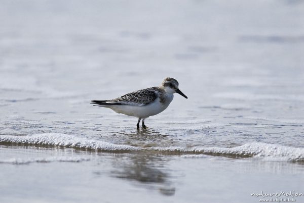 Sanderling, Calidris alba, Schnepfenvögel (Scolopacidae), Tier auf Nahrungssuche am Spülsaum, Strand von Amrum, A nature document - not arranged nor manipulated, Amrum, Deutschland