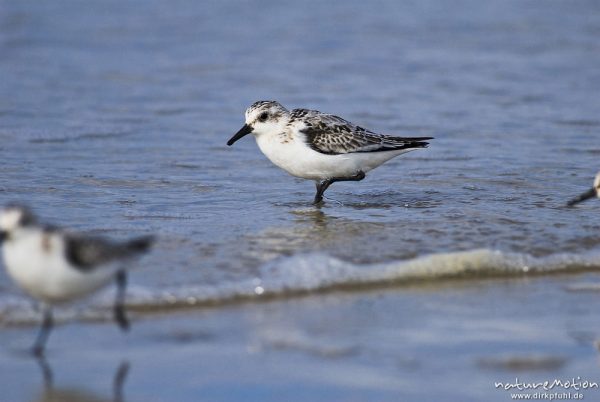 Sanderling, Calidris alba, Schnepfenvögel (Scolopacidae), Tier auf Nahrungssuche am Spülsaum, Strand von Amrum, A nature document - not arranged nor manipulated, Amrum, Deutschland