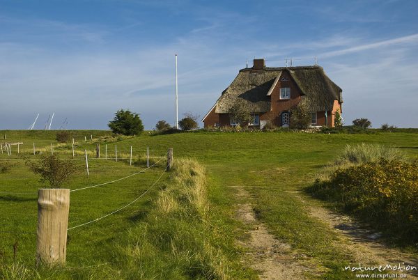 Ferienhaus mit Reetdach am Deich von Steenodde, Weg und Weide, Amrum, Deutschland