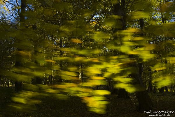 Hainbuche, Carpinus betulus, Betulaceae, Blätter mit Herbstfärbung, bewegen sich im Wind, Göttingen, Deutschland