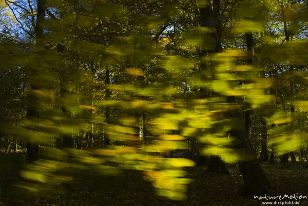 Hainbuche, Carpinus betulus, Betulaceae, Blätter mit Herbstfärbung, bewegen sich im Wind, Göttingen, Deutschland