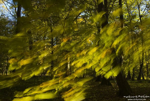 Hainbuche, Carpinus betulus, Betulaceae, Blätter mit Herbstfärbung, bewegen sich im Wind, Göttingen, Deutschland