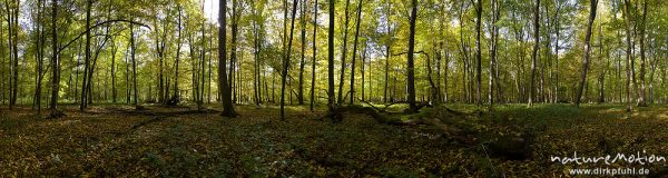 Herbstwald, Hainbuchen und Rot-Buchen in Herbstfärbung, Laubstreu, Schatten, Gegenlicht, Göttingen, Deutschland