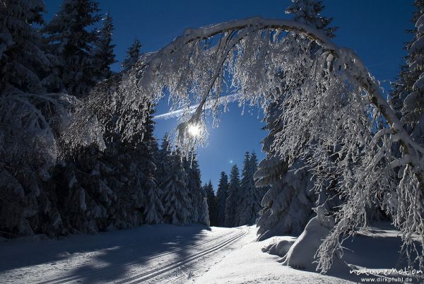 von Schneelast gebeugter Baum über Langlaufloipe, Sonne, Harz, Torfhaus, Deutschland