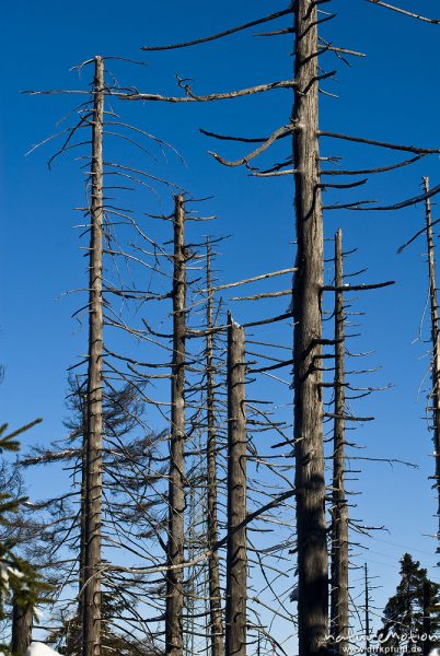 abgestorbene Fichten vor blauem Himmel, Wolfswarte, Harz, Torfhaus, Deutschland