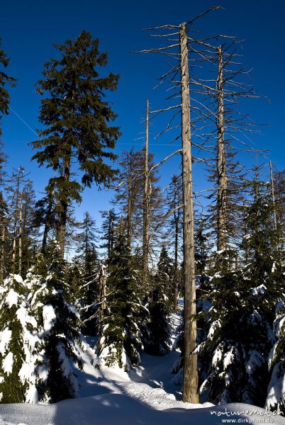 abgestorbene Fichten vor blauem Himmel, Wolfswarte, Harz, Torfhaus, Deutschland