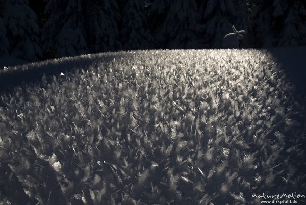 Eiskristalle auf Altschnee, Harz, Torfhaus, Deutschland