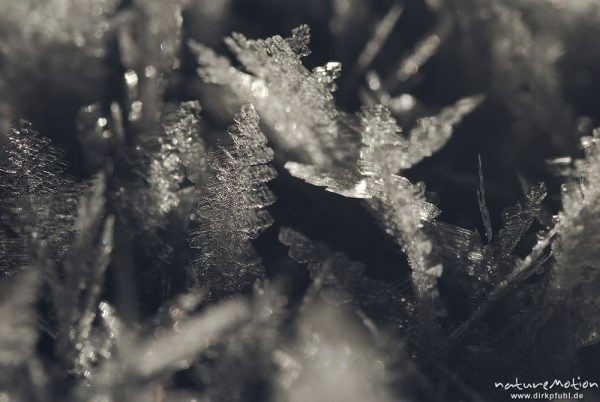Eiskristalle auf Altschnee, Harz, Torfhaus, Deutschland