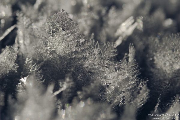 Eiskristalle auf Altschnee, Harz, Torfhaus, Deutschland