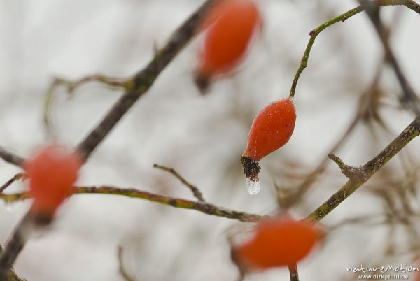 Hagebutte mit Eisüberzug, vereiste Frucht, Hunds-Rose, Rosa canina, Rosaceae, Kerstlingeröder Feld, Göttingen, Deutschland