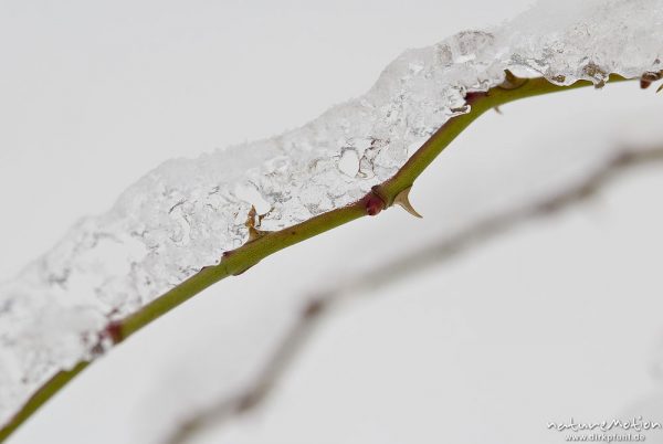 Zweig einer Brombeere (Rubus sectio Rubus) mit Haube aus Eis und Dornen, Kerstlingeröder Feld, Göttingen, Deutschland