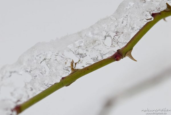 Zweig einer Brombeere (Rubus sectio Rubus) mit Haube aus Eis und Dornen, Kerstlingeröder Feld, Göttingen, Deutschland