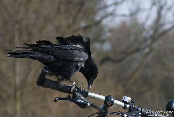 Kolkrabe, Corvus corax, Rabenvögel (Corvidae), sehr zutrauliches Tier, sitzt auf Fahrrad, möglicherw, Göttingen, Deutschland