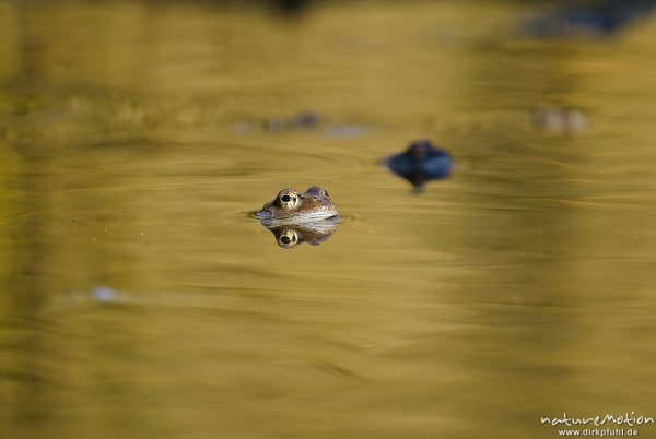 Grasfrosch, Rana temporaria, Echte Frösche (Ranidae), mehrere Tiere im Laichgewässer, Augen spiegeln sich im Wasser, Erlenbruch am Herberhäuser Stieg, A nature document - not arranged nor manipulated, Göttingen, Deutschland