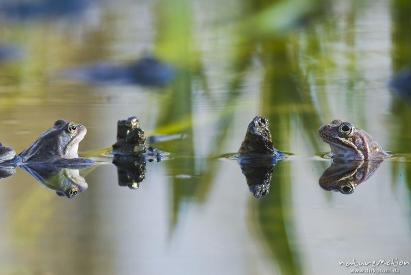 Grasfrosch, Rana temporaria, Echte Frösche (Ranidae), mehrere Tiere im Laichgewässer, Augen spiegeln sich im Wasser, Erlenbruch am Herberhäuser Stieg, A nature document - not arranged nor manipulated, Göttingen, Deutschland