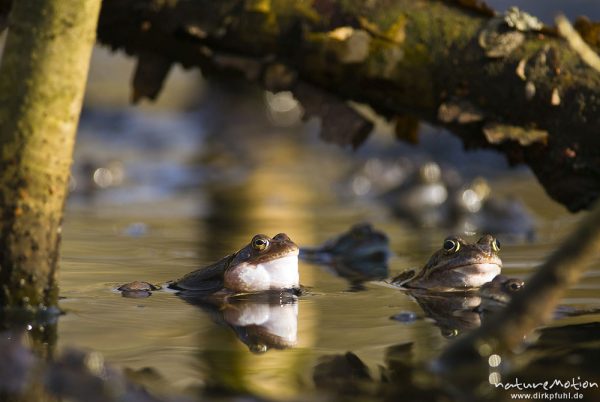 Grasfrosch, Rana temporaria, Echte Frösche (Ranidae), mehrere Tiere im Laichgewässer, Männchen mit ausgestülpten Schallblasen, Augen spiegeln sich im Wasser, Erlenbruch am Herberhäuser Stieg, A nature document - not arranged nor manipulated, Göttingen, Deutschland